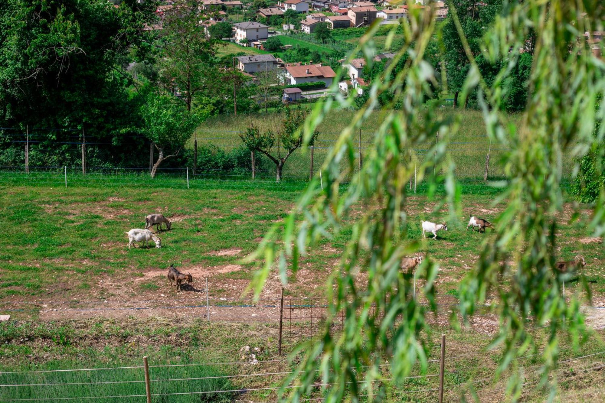 Agriturismo Riva Dei Coz Sequsino ภายนอก รูปภาพ